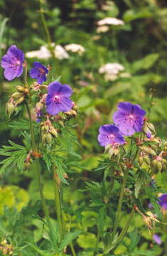 Imagem de Geranium pratense L.