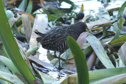 Image of Australian Crake