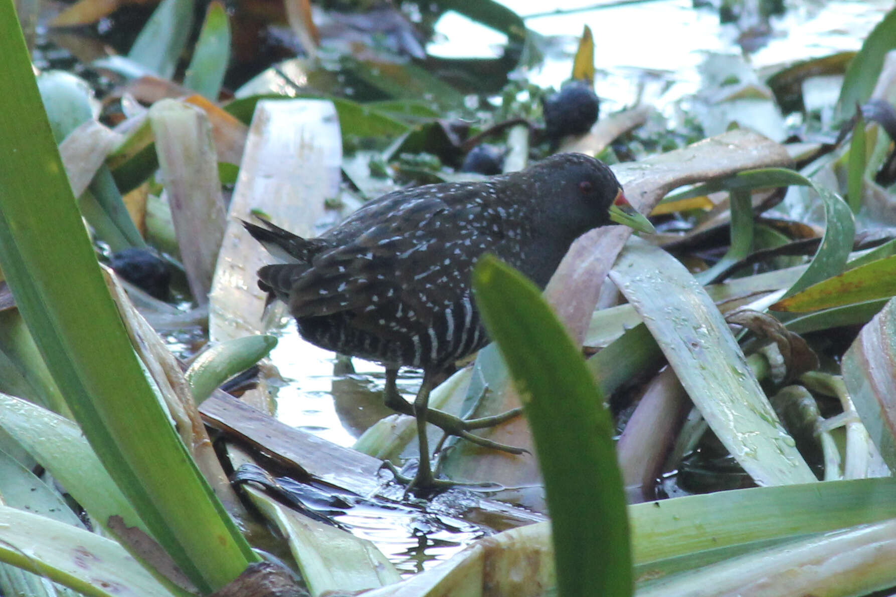 Image of Australian Crake