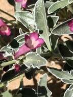 Image de Penstemon albomarginatus M. E. Jones