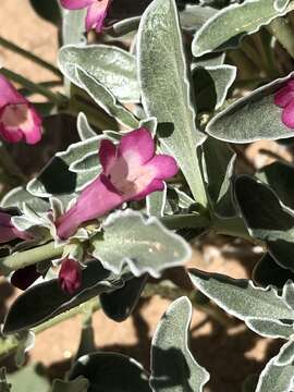 Image de Penstemon albomarginatus M. E. Jones