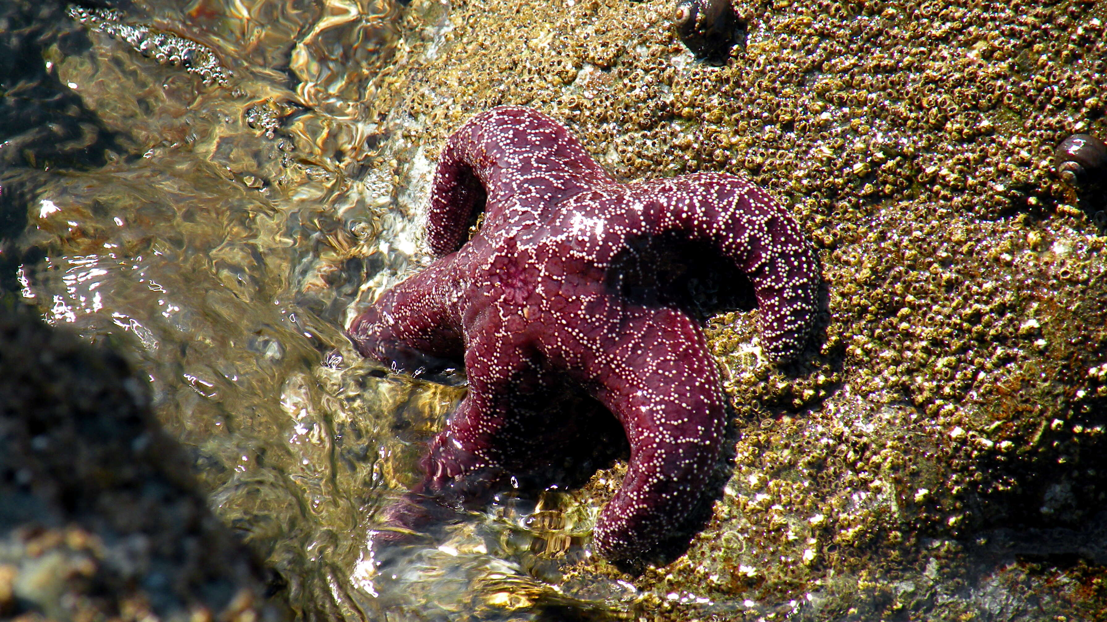 Image of ochre sea star