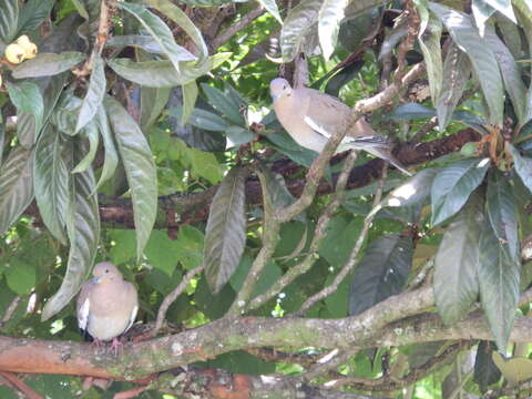 Image of White-winged Dove