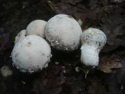 Imagem de Lycoperdon mammiforme Pers. 1801