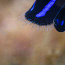 Image of Black and blue swallowtail slug