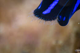 Image of Black and blue swallowtail slug