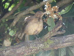 Image of Clay-colored Robin