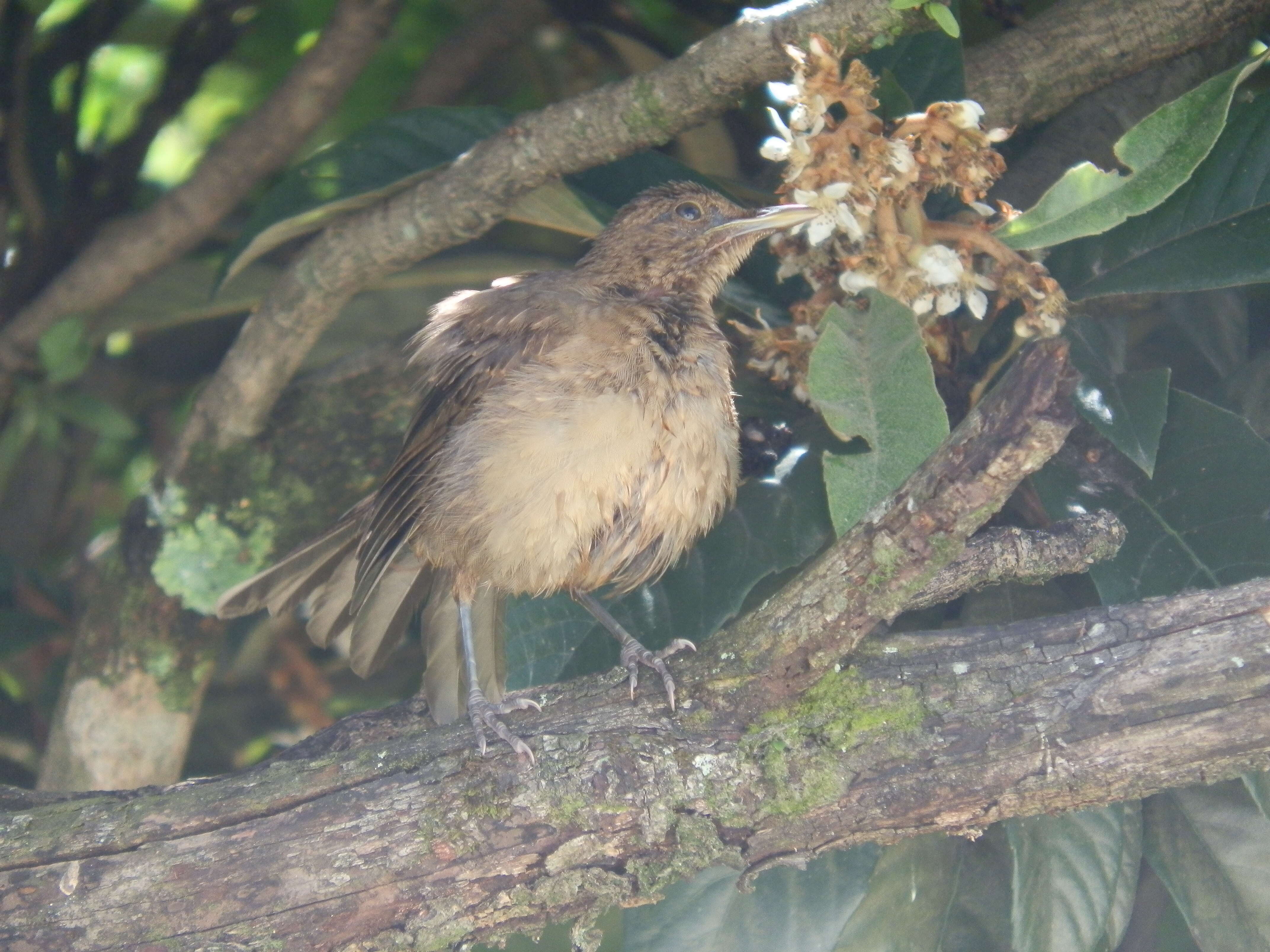 Image of Clay-colored Robin