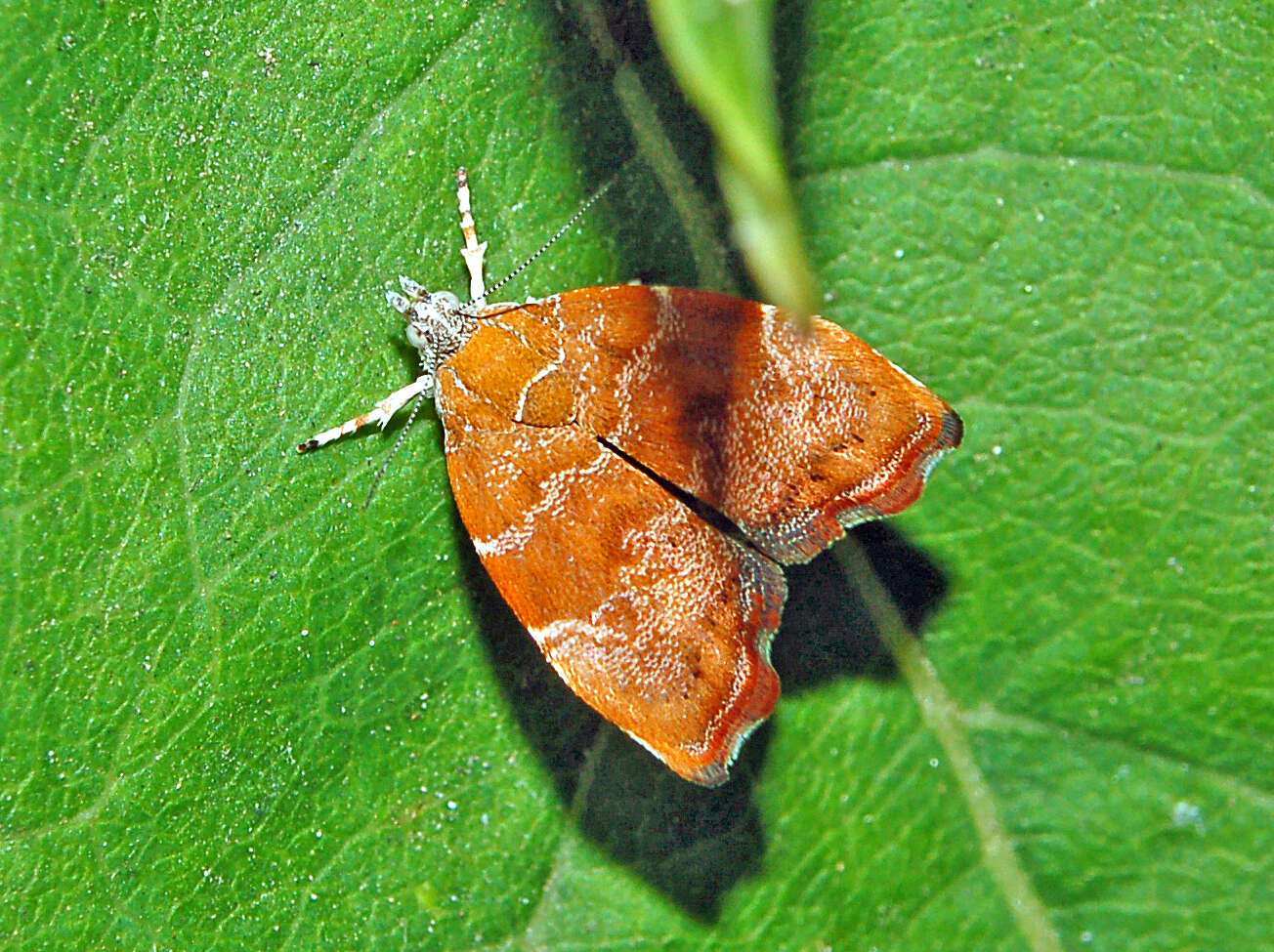Image of Choreutis nemorana