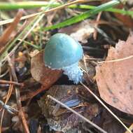 Image of verdigris agaric