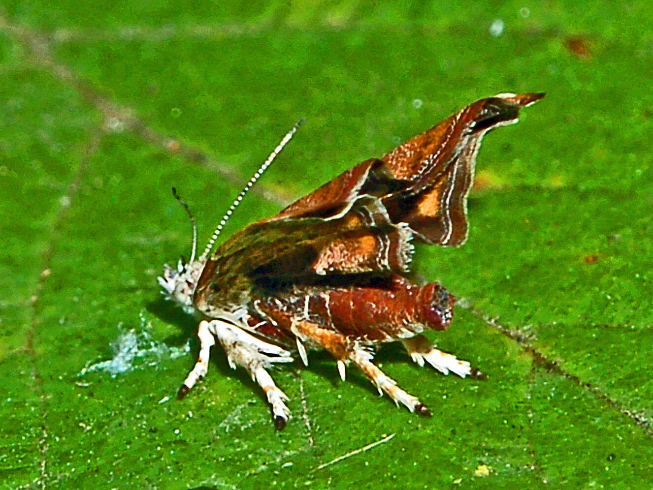 Image of Choreutis nemorana
