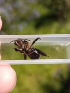 Image of Eucera frater albopilosa (Fowler 1899)