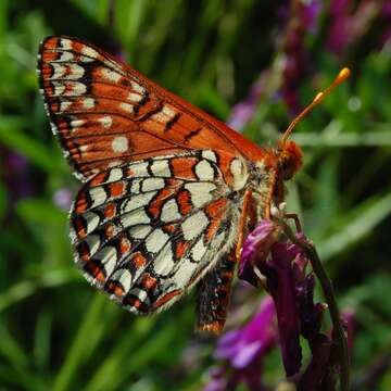 Image of Euphydryas chalcedona