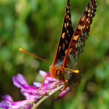 Image of Euphydryas chalcedona