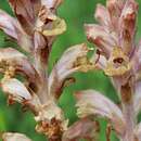 Imagem de Orobanche caryophyllacea Sm.