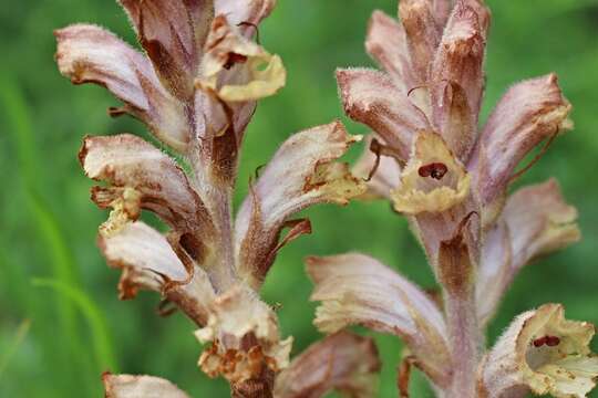 Imagem de Orobanche caryophyllacea Sm.