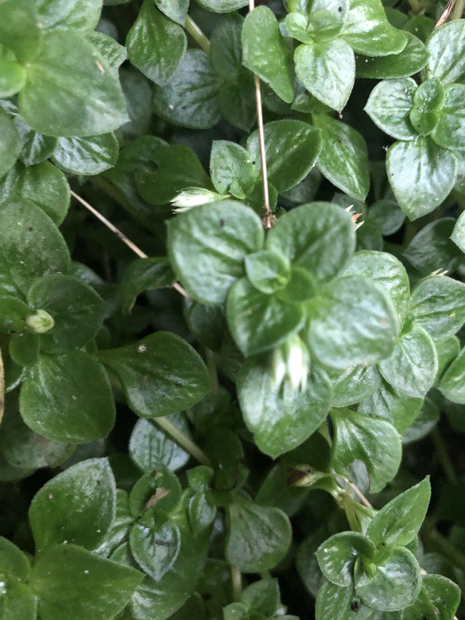 Image of Crassula pellucida subsp. alsinoides (Hook. fil.) Tölken