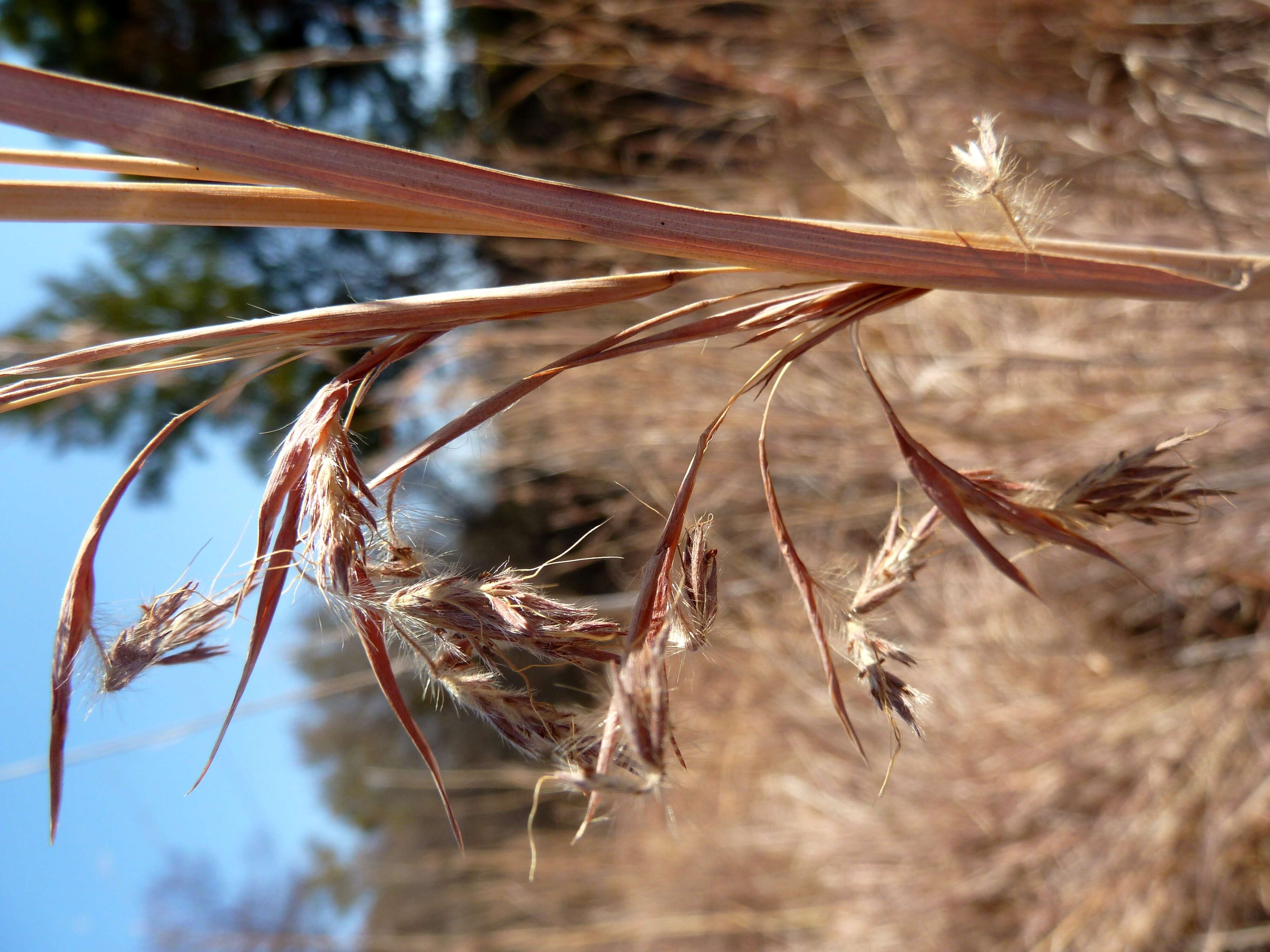 Plancia ëd Hyparrhenia hirta (L.) Stapf