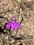 Imagem de Justicia austrocapensis T. F. Daniel