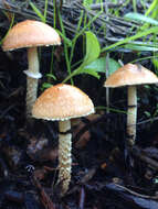 Image of Leratiomyces squamosus var. thraustus (Kalchbr.) Bridge & Spooner