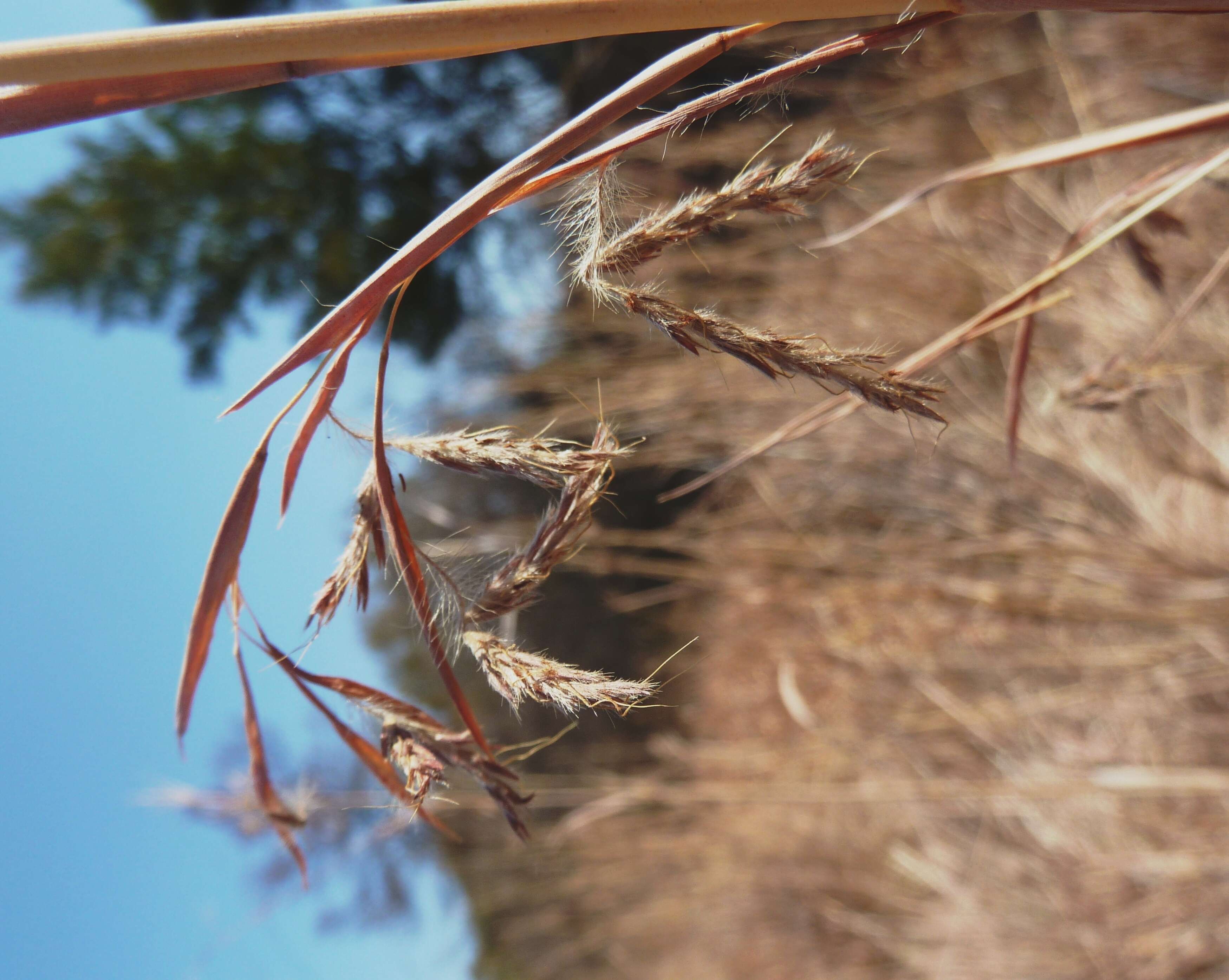 Image of thatching grass