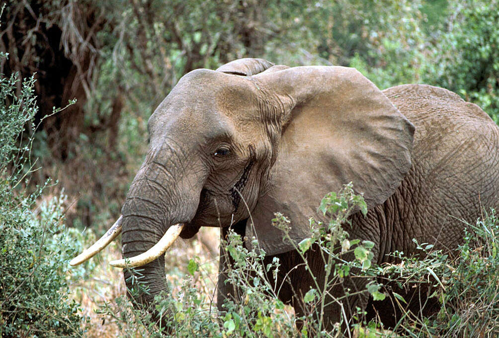 Image of African elephant