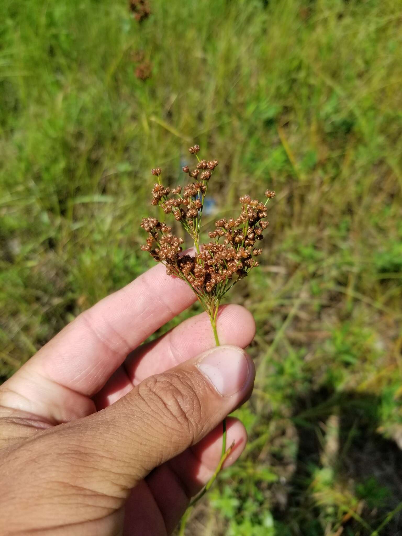 Image of bog rush