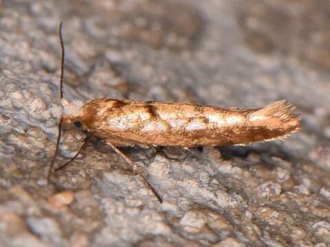 Imagem de Argyresthia alternatella Kearfott 1908