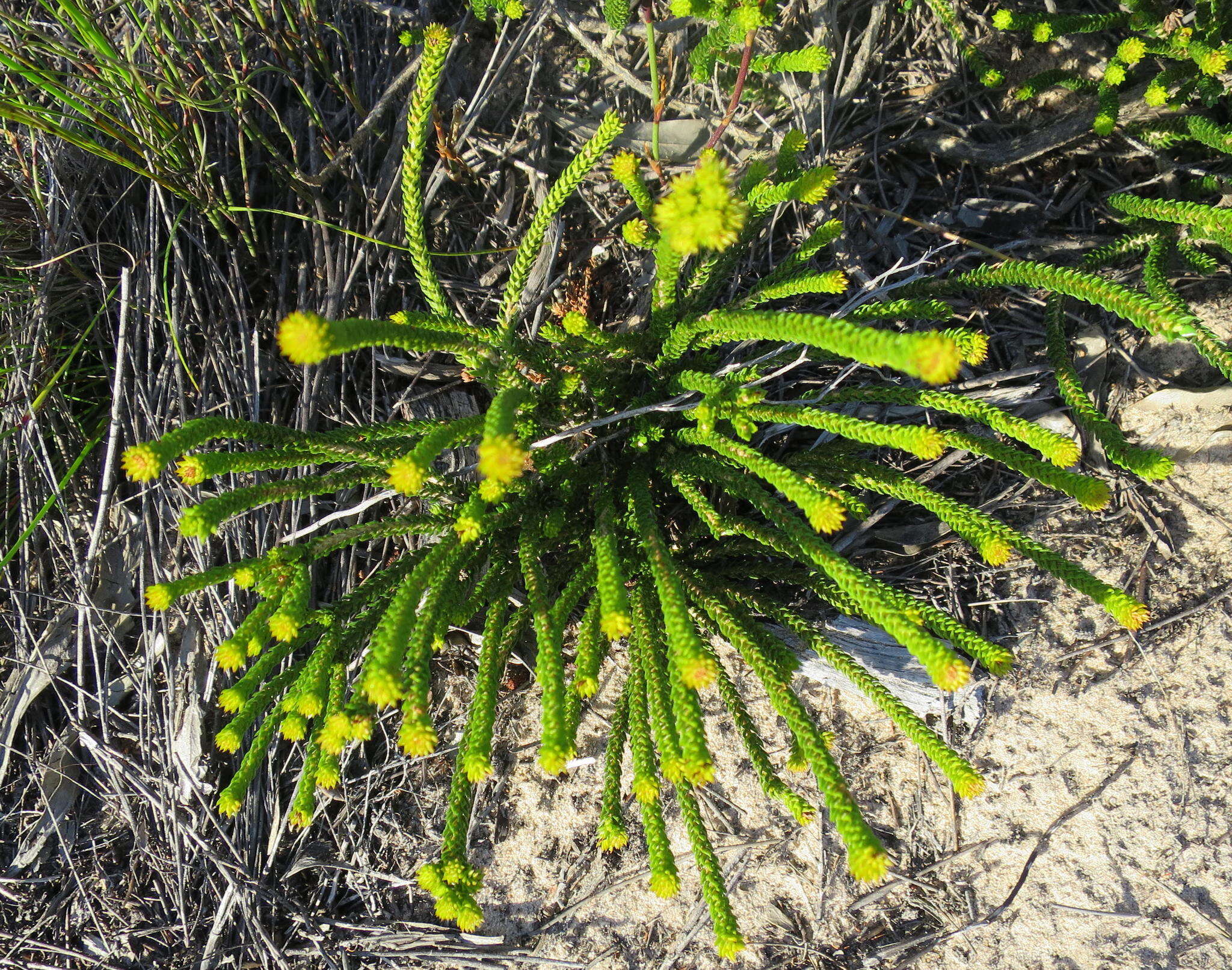 Image of Agathosma eriantha (Steud.) Steud.