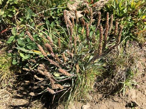 Image of Plantago alpina L.