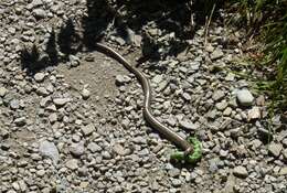 Image of Slow worm