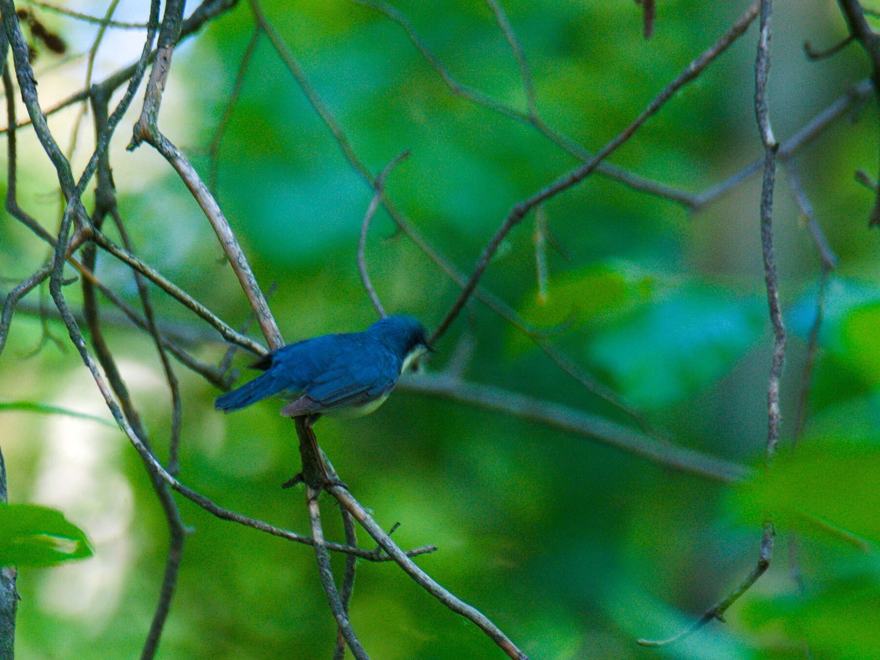 Image of Siberian Blue Robin
