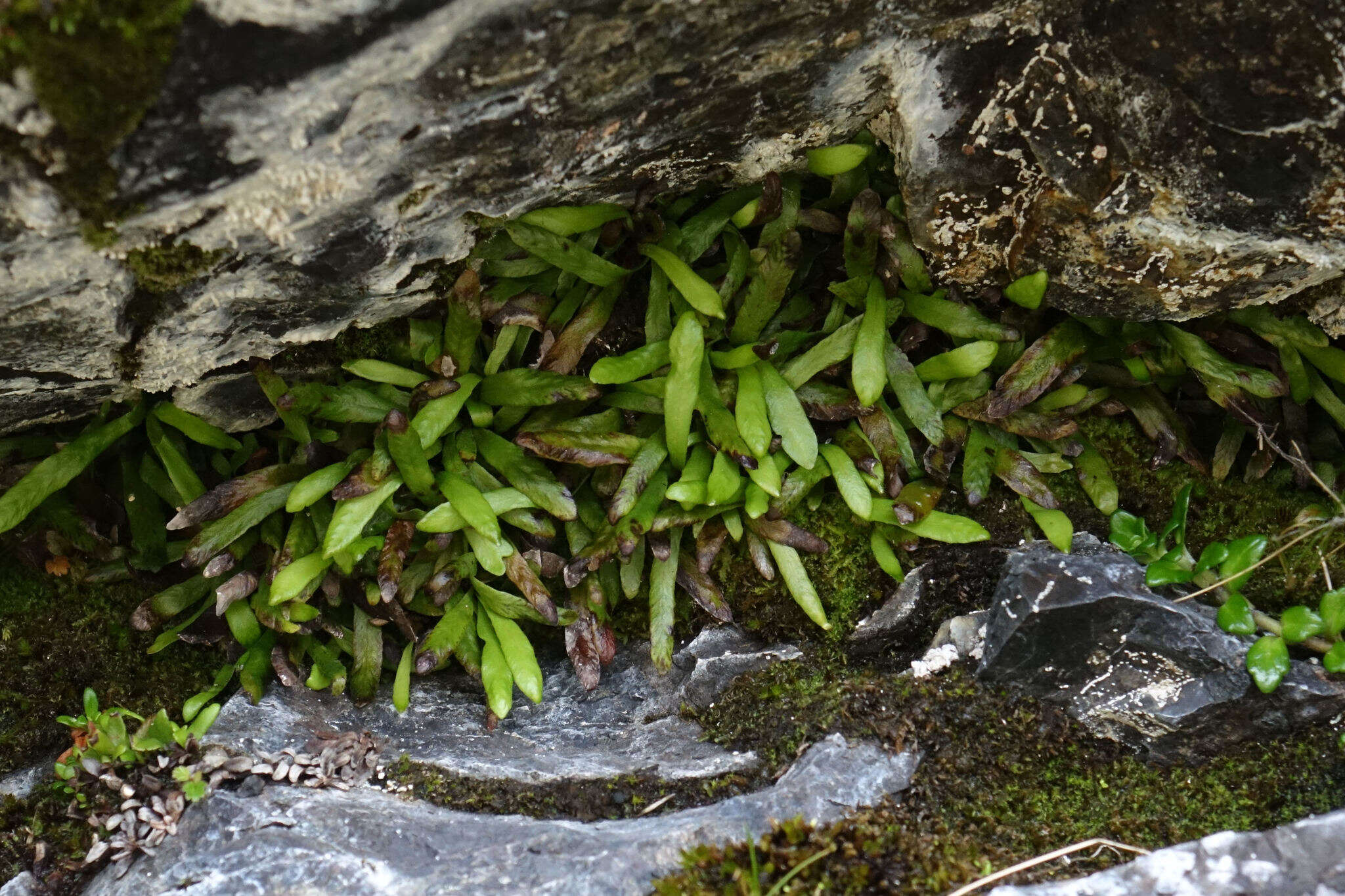 Notogrammitis patagonica (C. Chr.) Parris的圖片