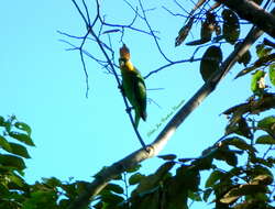 Image of Saffron-headed Parrot