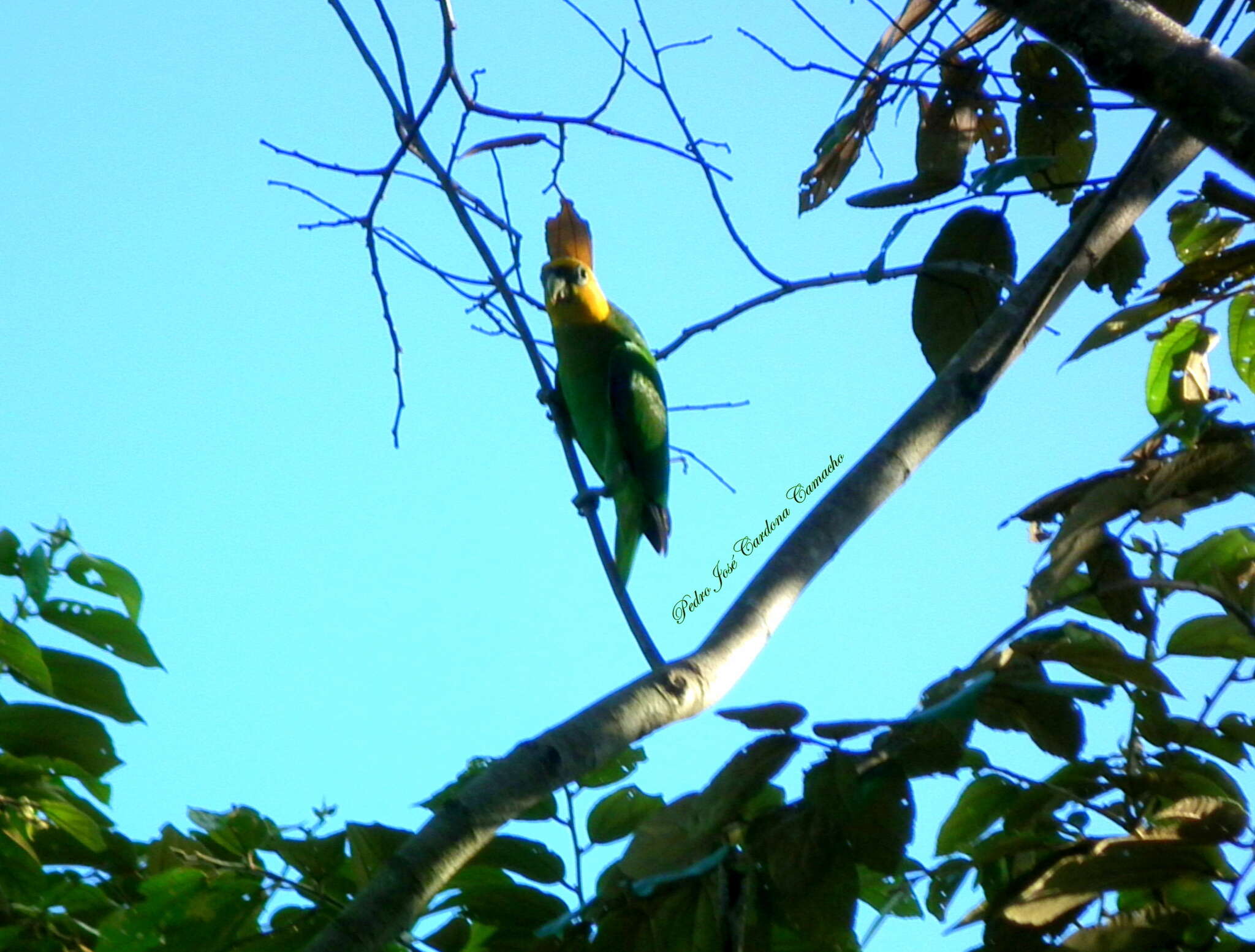 Image of Saffron-headed Parrot