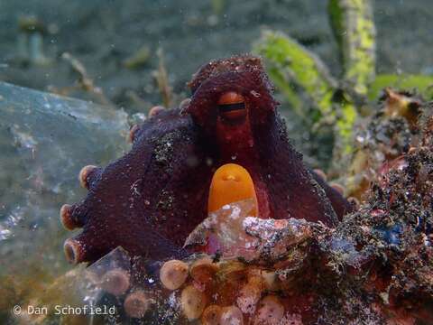 Image of Amphioctopus P. Fischer 1882