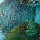 Image of Chinese lettuce coral