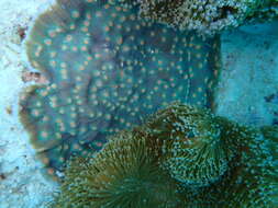 Image of Chinese lettuce coral