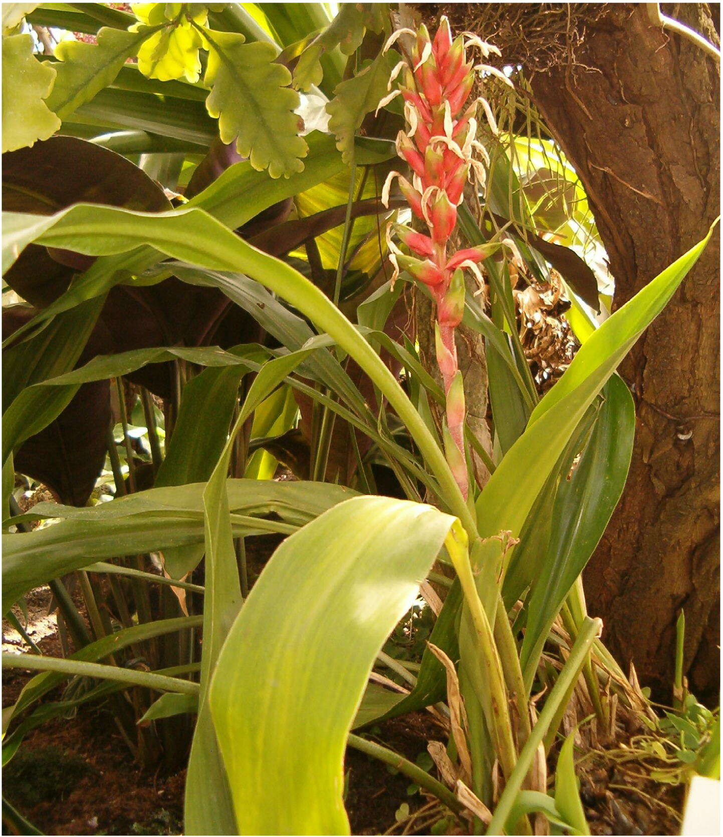 Image of Pitcairnia maidifolia (C. Morren) Decne. ex Planch.