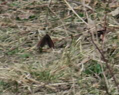 Image de Alpin à disque rouge