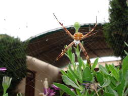 Image of Silver Argiope