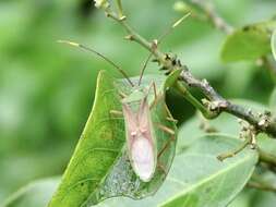 Imagem de Homoeocerus (Anacanthocoris) bipunctatus Hsiao 1962