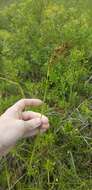 Image of Elliott's Beak Sedge