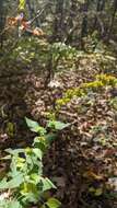 Image of eared goldenrod