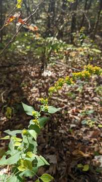 Image de Solidago auriculata Shuttlew. ex S. F. Blake