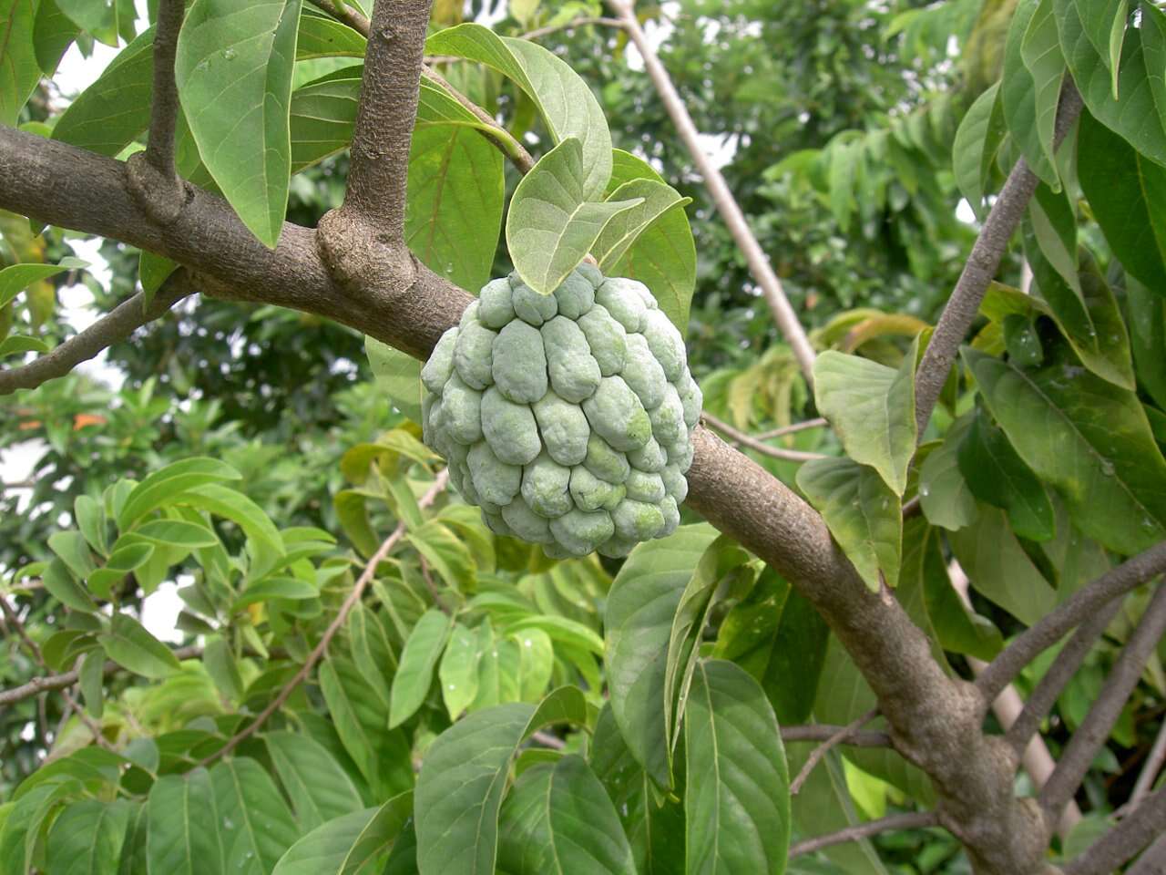 Image of sugar apple