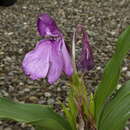 Image of Roscoea tumjensis Cowley