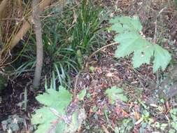 Image of Chilean gunnera