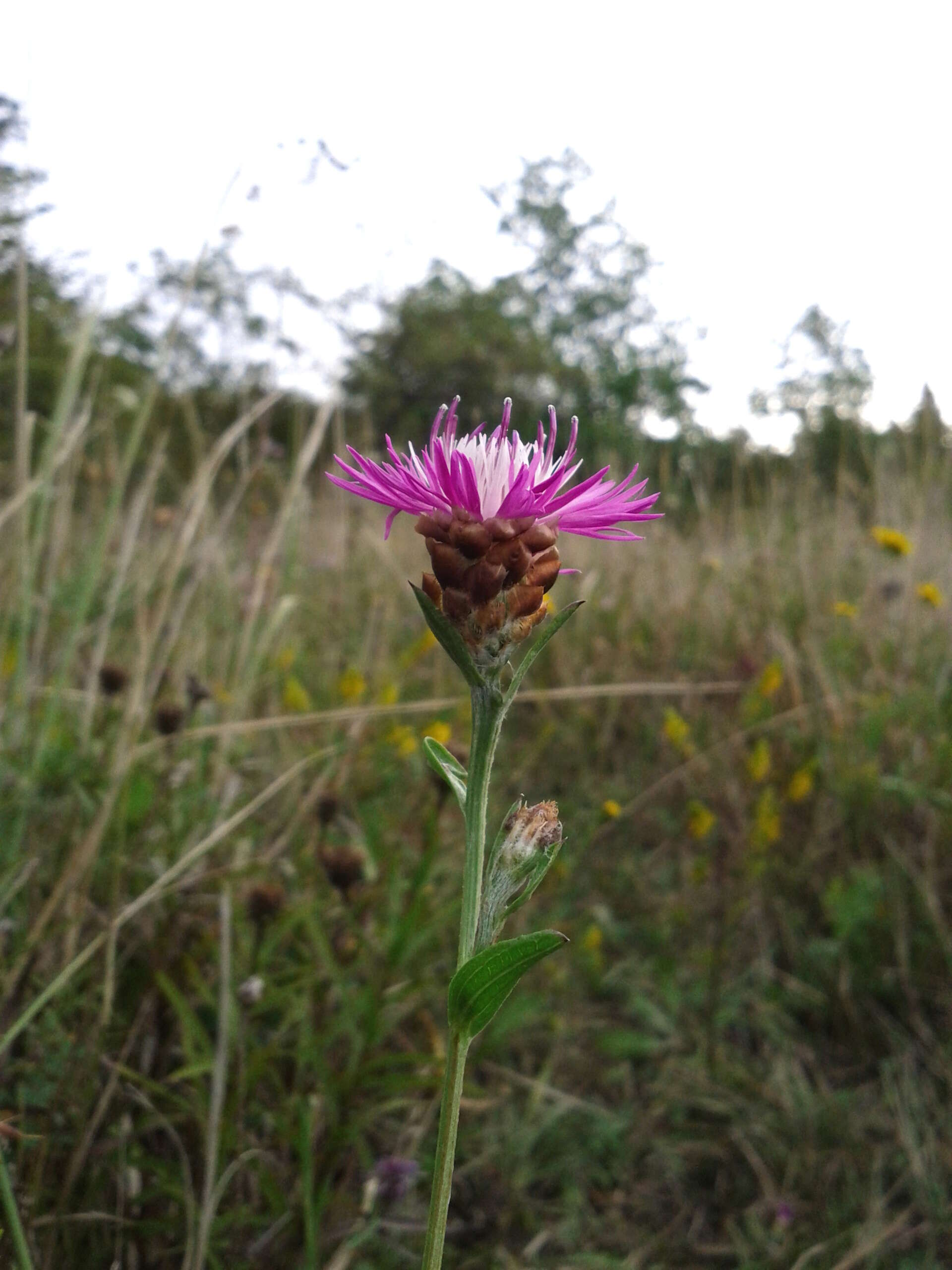 Image of brown knapweed