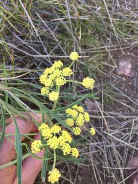 صورة Lomatium triternatum (Pursh) Coult. & Rose